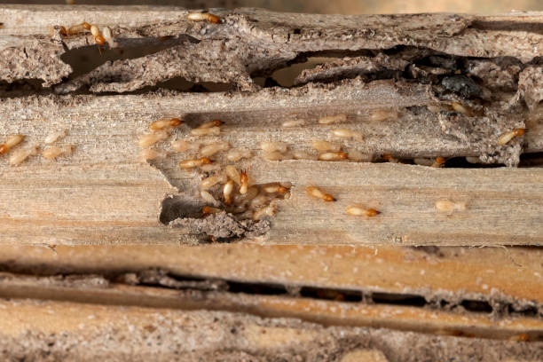Best Termite Control Services  in Travis Ranch, TX