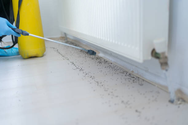 Best Bed Bug Extermination  in Travis Ranch, TX