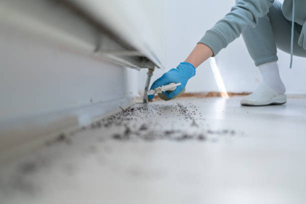Best Rat Extermination Near Me  in Travis Ranch, TX
